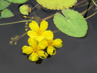 Yellow flowers of water plants lie on the surface of the water