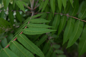 Stems and leaves of a young garden plant.