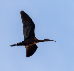 Glossy Ibis, Plegadis falcinellus