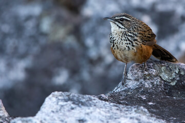 Rockrunner, Achaetops pycnopygius