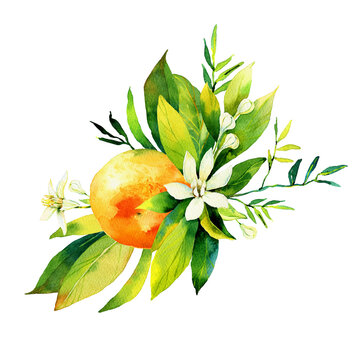 Beautiful composition made of hand drawn watercolour orange or mandarin fruits, leaves and flowers. Illustration of bright, tasty and sweet fruits for greeting cards, wedding invitations