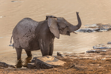 lonely elephant drinking at Okaukuejo waterhole, Etosha National Park, Namibia