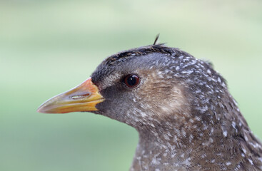 Spotted Crake, Porzana porzana