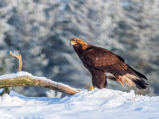 Golden Eagle, Aquila chrysaetos