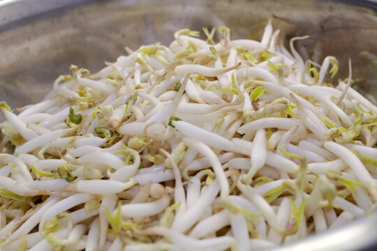The mung bean sprouts, an important part in many Asian dishes