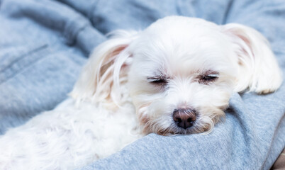 a small white dog sleeps sweetly in the arms of its beloved owner - a friend. veterinary concept..