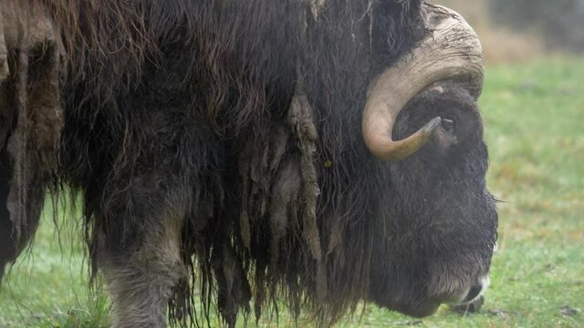 Close up shot of Musk Ox with dirt soaked fur grazing in the wet meadow, gently scouring the grass and vegetation.