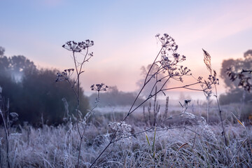 Fresh frosty late autumn morning. Frosty grass and fog over the field. Beautiful autumn landscape