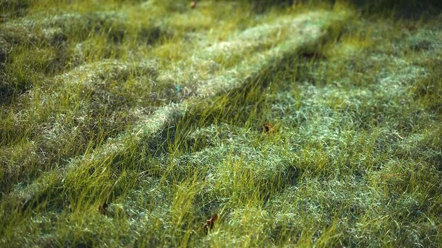 Green grass blowing in the wind in fall in upstate NY. perfect serene image in 4K