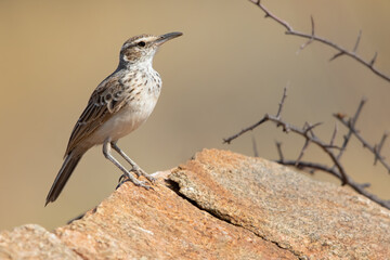 Karoo (Benguela) Long-billed Lark, Certhilauda subcoronata