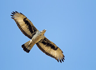 African hawk-eagle, Aquila spilogaster