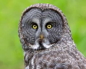 Great Grey Owl, Strix nebulosa