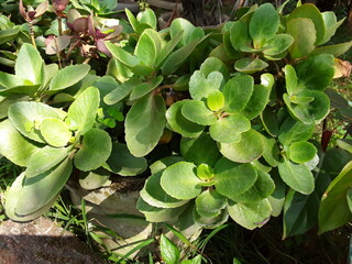 Jade trees are notorious for being easily grown. They can be grown by cutting the stalk or leaf.  In the forests, branches and leaves often break and fall to the ground, and after few weeks, jade leaf