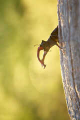 Stag Beetle, Lucanus cervus