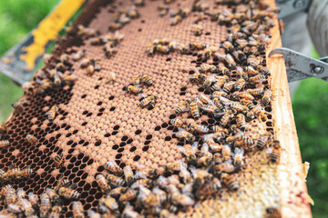 A beekeeper working on his beehives.