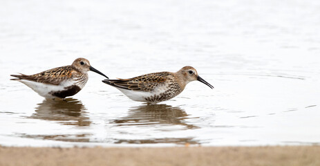 Dublin, Calidris Alpina