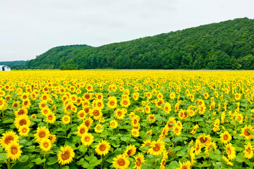 富良野のひまわり畑