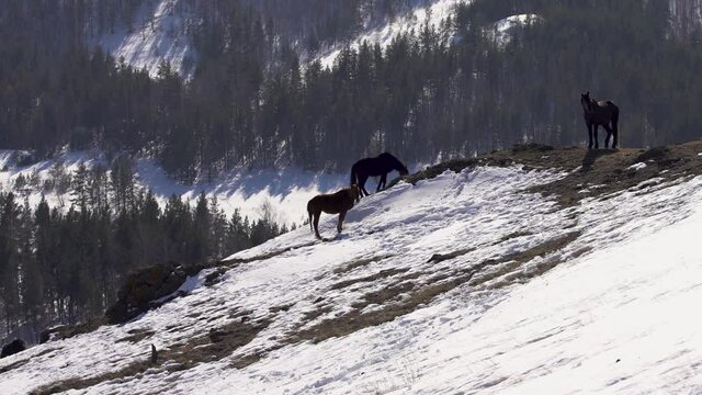 horses stand on the mountain in winter