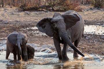Fototapeta na wymiar A mother elephant and her calves quenching their thirst at the Okaukuejo waterhole at the end of the day, Etosha national park, Namibia