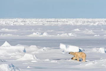 Fototapeten Eisbär, Ursus Maritimus © AGAMI