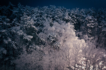 Snowy forest at night in windy weather.