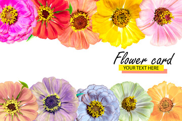 Floral card made of bright zinnia flowers. Isolated background. Close-up. Festive card made of flowers. Full depth of field. Baner. Print and design concept