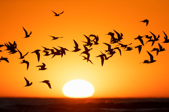 Common Tern, Sterna hirundo
