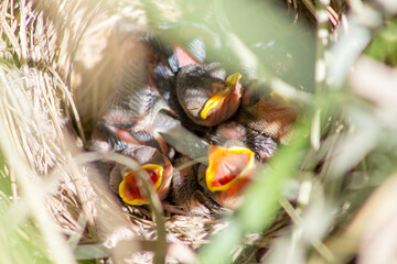 Common Whitethroat Chicks in the nest. Greater Whitethroat.