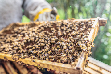 A beekeeper working on his beehives.
