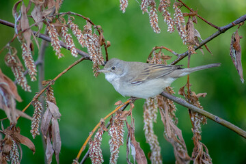 Common Whitethroat on a tree branch. Sylvia communis.