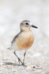 New Zealand Dotterel, Charadrius obscurus