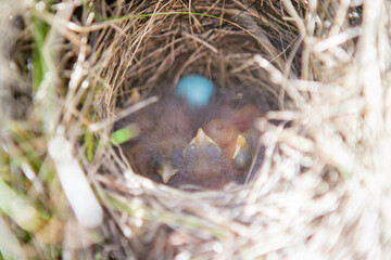 Meadow Whinchats nest. Chicks and eggs in the nest. Whinchat. Saxicola rubetra.