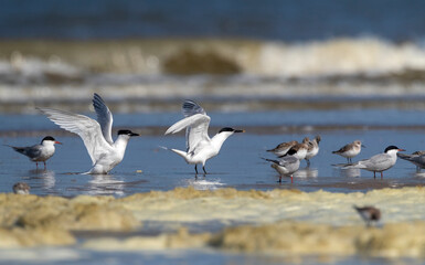 Sandwich Tern, Thalasseus sandvicensis