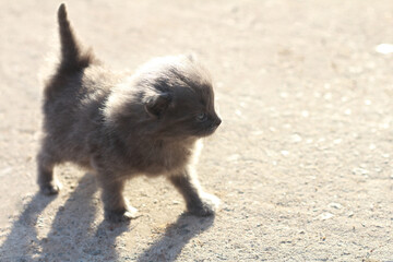 Small beautiful gray fluffy kitten with big cute blue eyes on a yellow background.