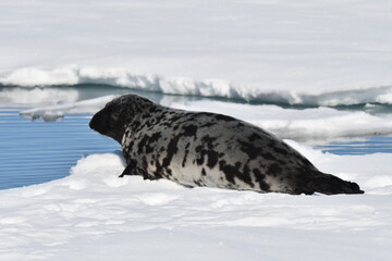 Hooded Seal, Cystophora cristata