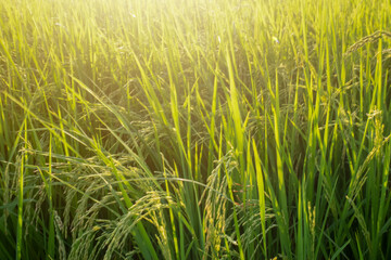 green wheat field with sunset on the countryside