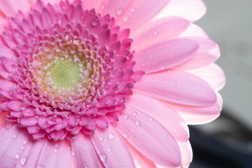 Macro photography of colorful flowers with droplets