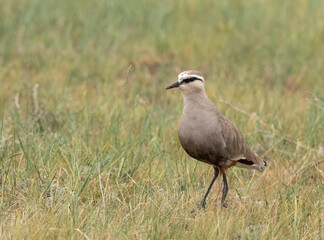 Sociable Lapwing, Vanellus gregarius