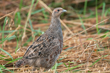 Grey Partridge, Perdix perdix