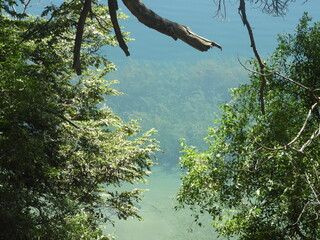 Arboles en el lago