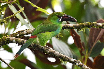 Crimson-rumped Toucanet, Aulacorhynchus haematopygus