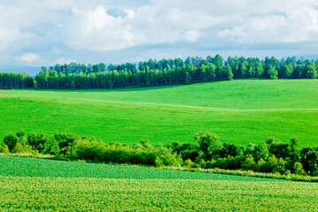 Obraz premium 丘のある町美瑛