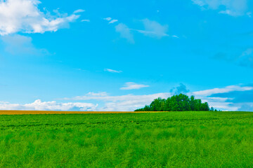Fototapeta na wymiar 北海道の大自然の草原