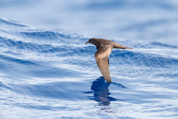 Bulwer's Petrel, Bulweria bulwerii