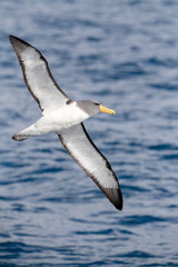 Fototapeta na wymiar Chatham Albatross, Thalassarche eremita