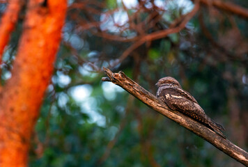 European Nightjar, Caprimulgus europaeus