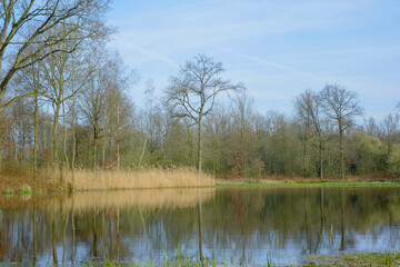 A view of a small pond located in the middle of a forested moor with meadow covered with shrubs in the foreground on a summer day. High quality photo