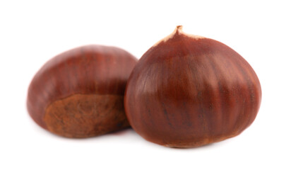 Fresh chestnuts isolated on white background. Hippocastanum or horse chestnuts.