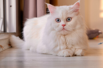 Persian Doll Face Chinchilla White Cat. Fluffy cute pet animal with blue eyes