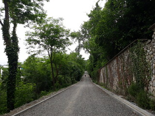 road in the woods